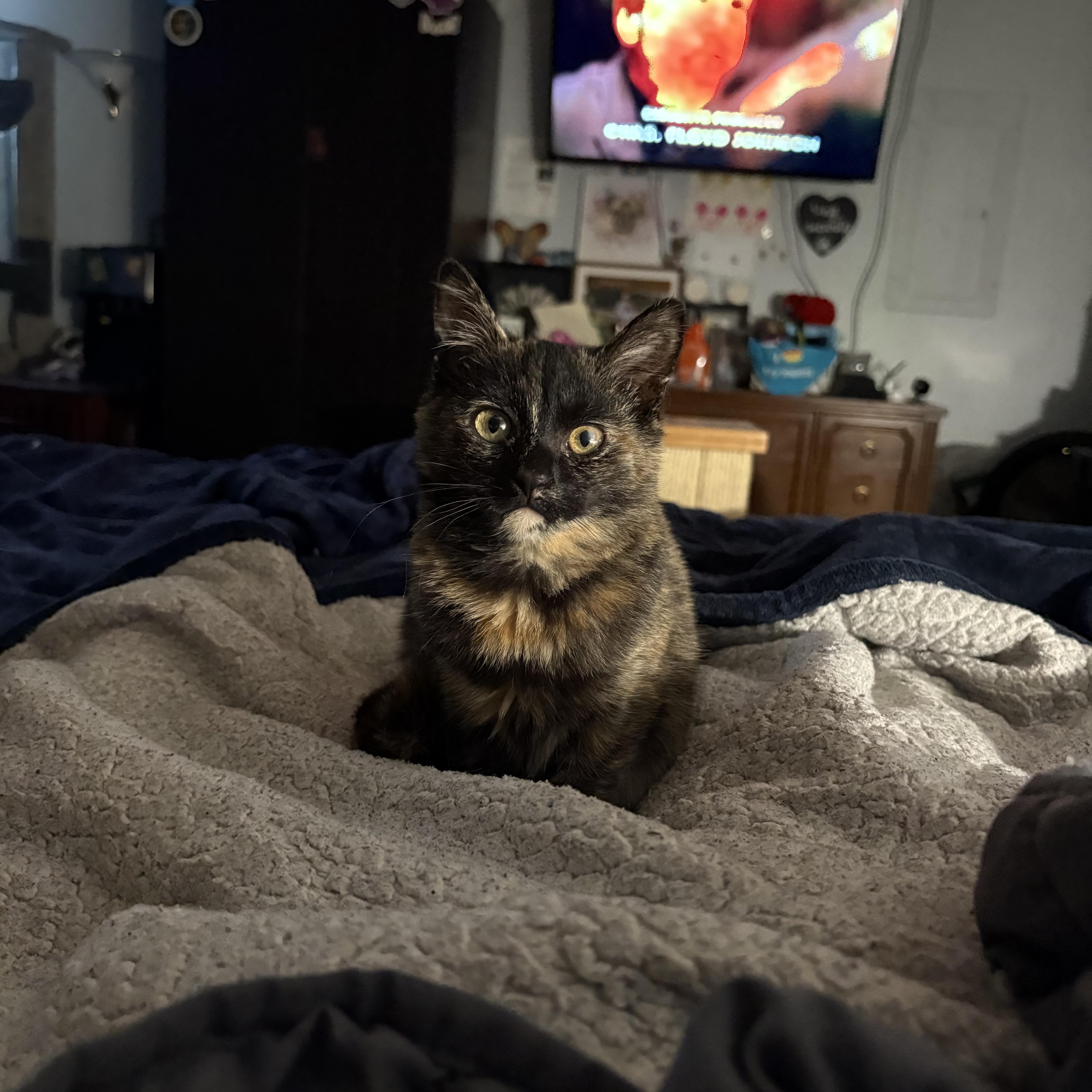 Enlarge Turtle, a Adoptable Domestic Short Hair in Chesapeake Beach, MD image 4/6