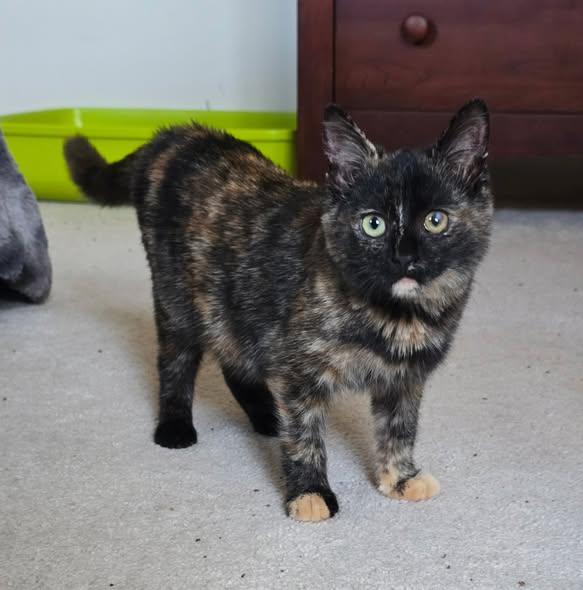 Enlarge Turtle, a Adoptable Domestic Short Hair in Chesapeake Beach, MD image 3/6