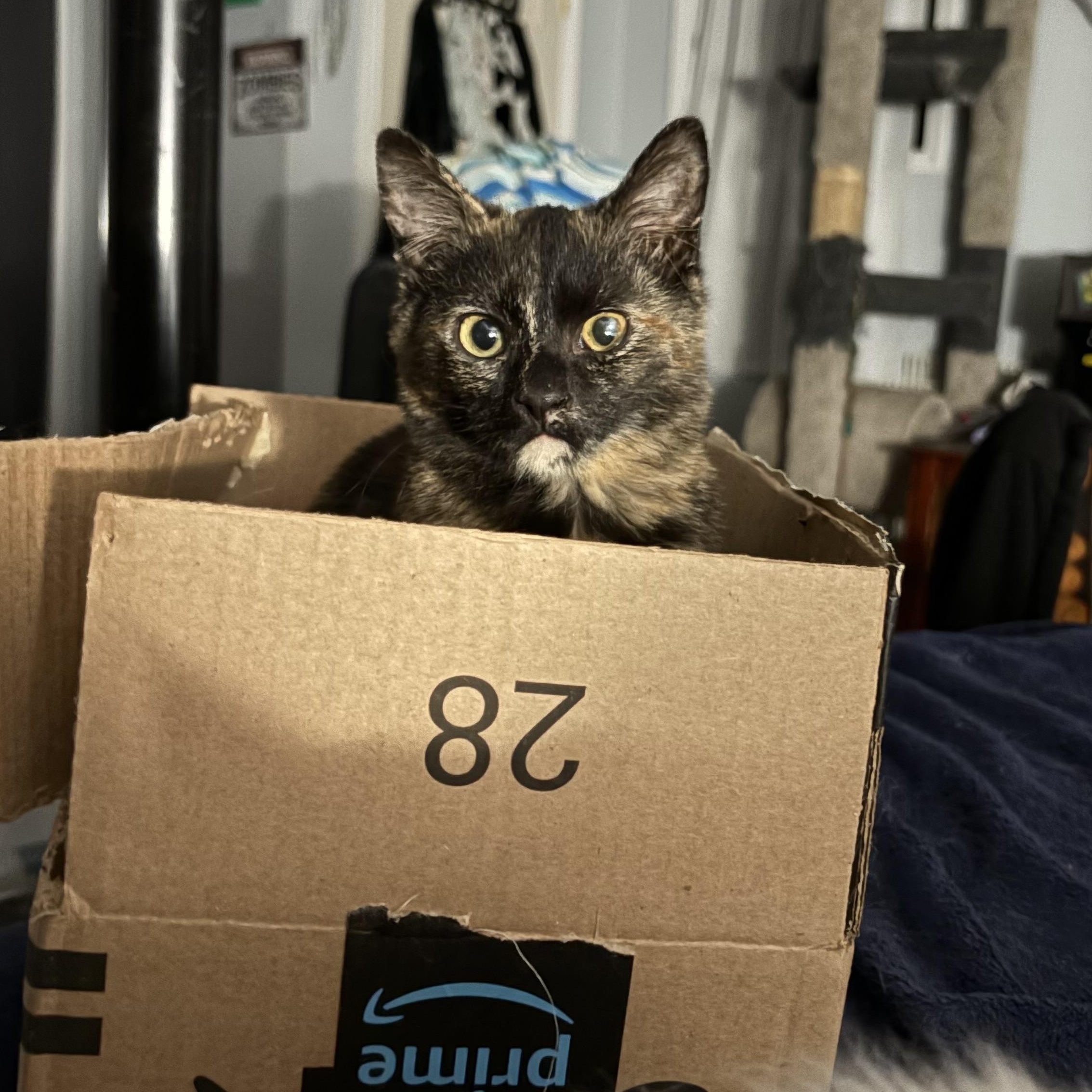 Turtle, Adoptable, Kitten Female Domestic Short Hair.