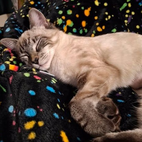 Enlarge NADIYA, an adopted mixed breed in Campbell River, BC image 3/6