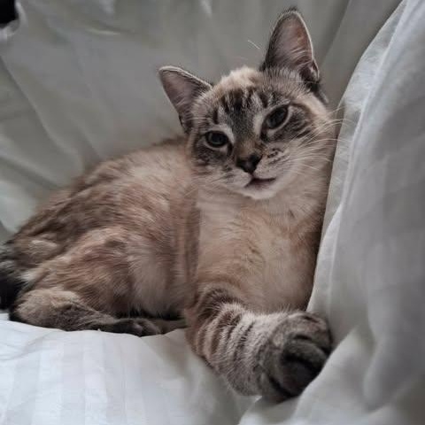 Enlarge NADIYA, an adopted mixed breed in Campbell River, BC image 2/6