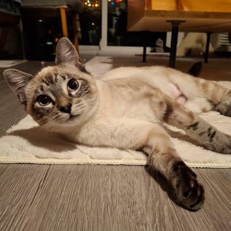 Enlarge NADIYA, an adopted mixed breed in Campbell River, BC image 6/6