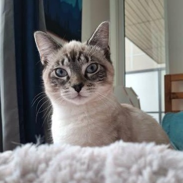 Enlarge NADIYA, an adopted mixed breed in Campbell River, BC image 1/6