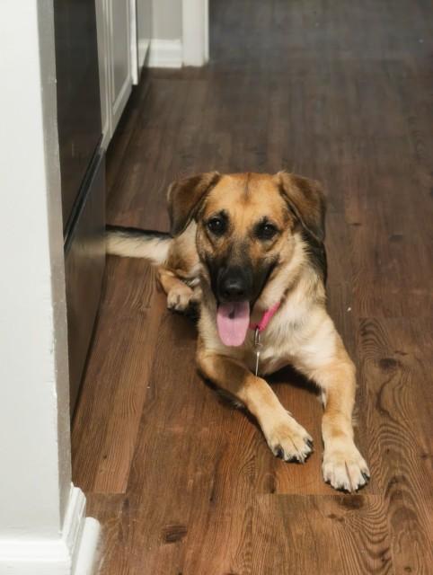 Enlarge GLENDA**, a Adoptable mixed breed in Chapel Hill, NC image 1/1