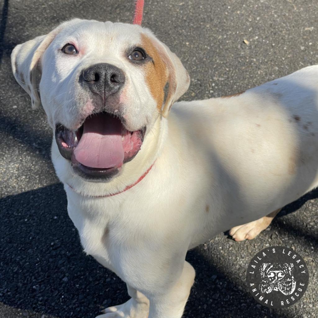 Jordon, a Adoptable mixed breed in Washington, DC image 2/6