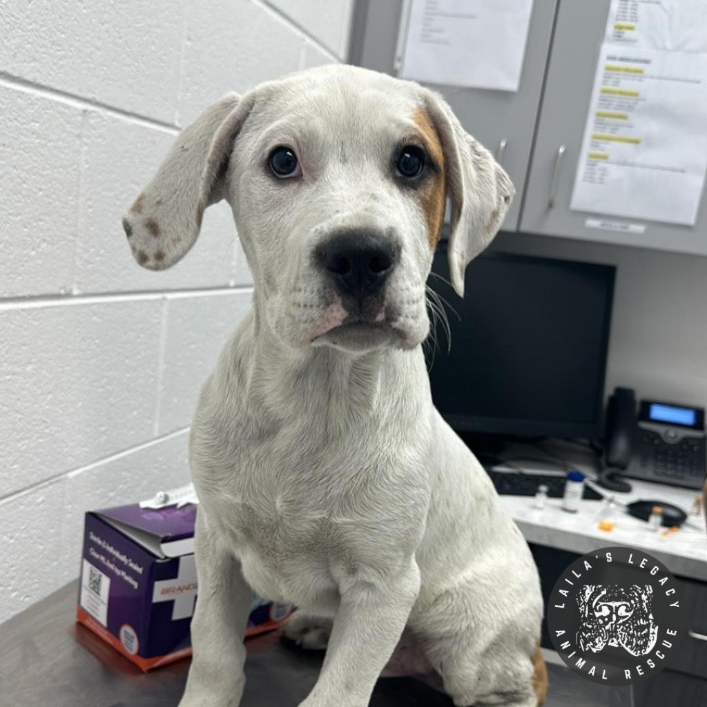 Jordon, a Adoptable mixed breed in Washington, DC image 3/6