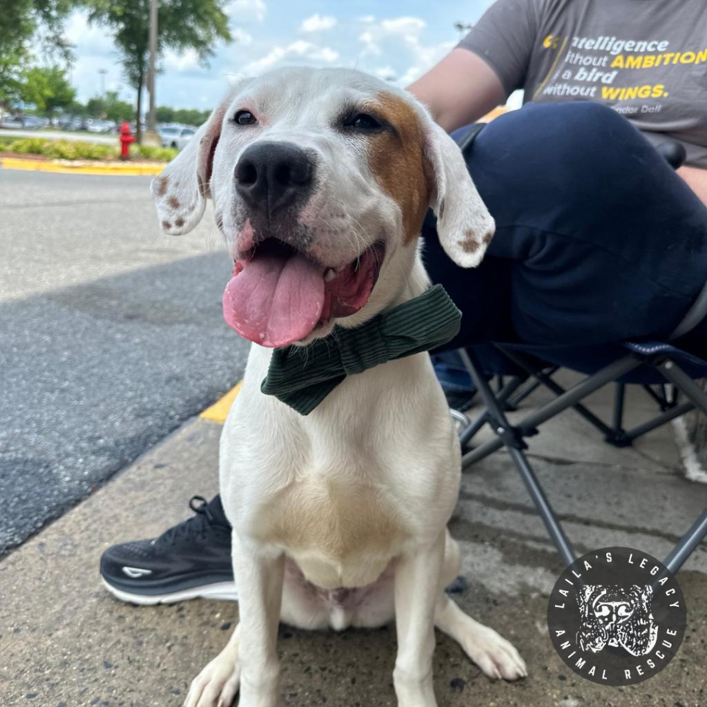 Jordon, a Adoptable mixed breed in Washington, DC image 4/6