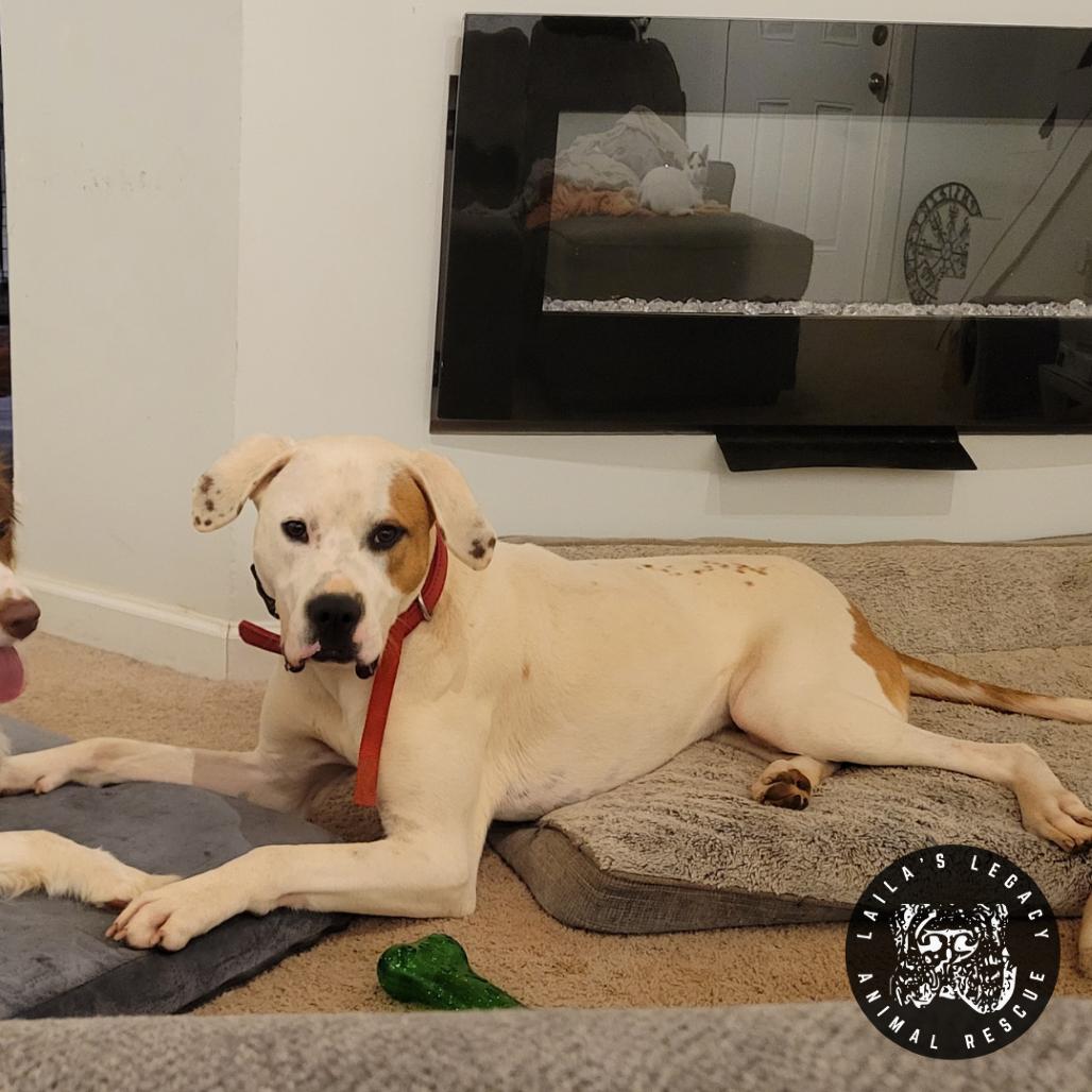 Jordon, a Adoptable mixed breed in Washington, DC image 5/6