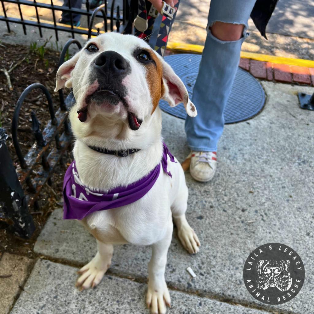 Jordon, a Adoptable mixed breed in Washington, DC image 6/6