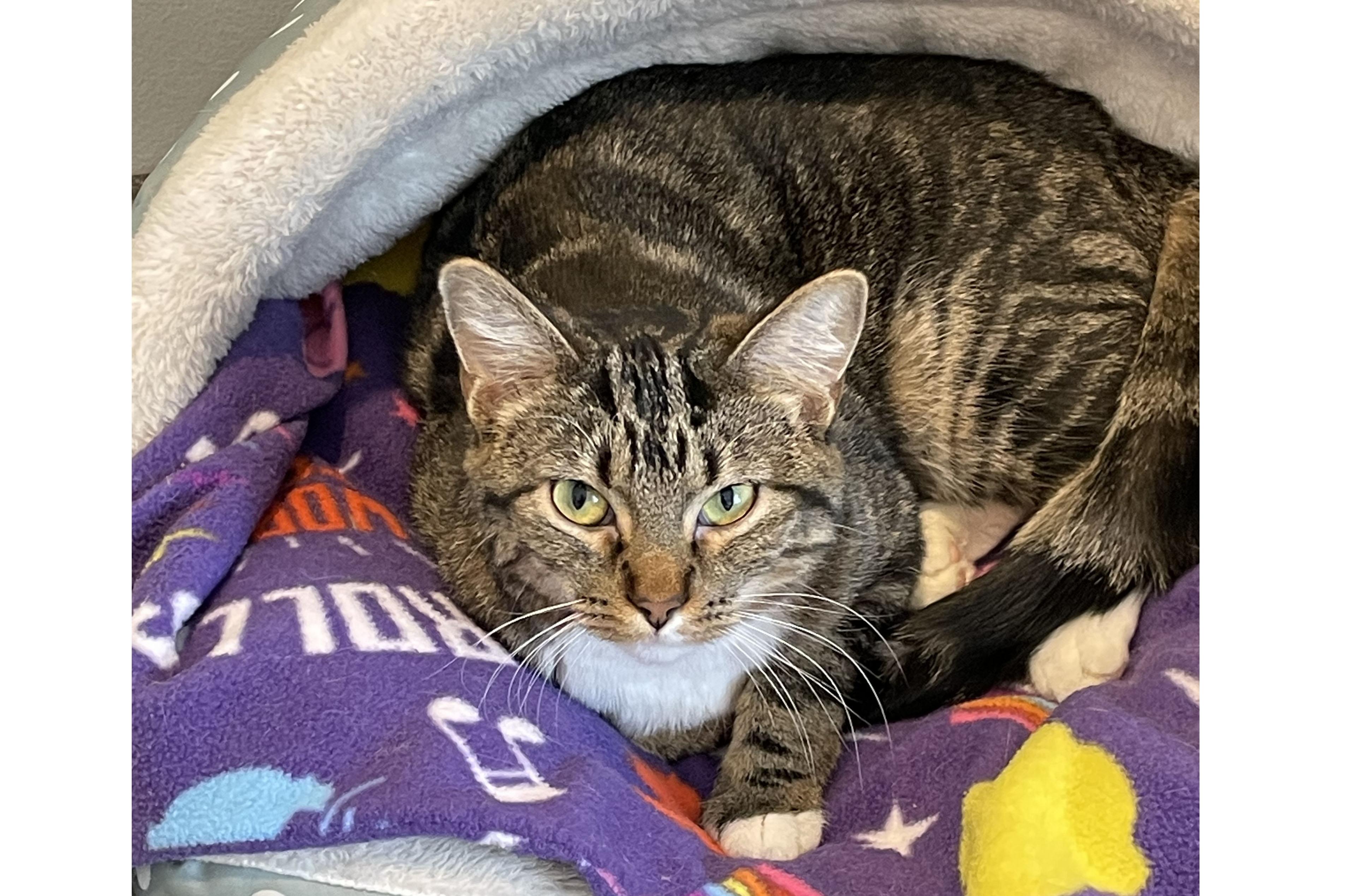 Tiny, Adoptable, Young Female Domestic Short Hair.