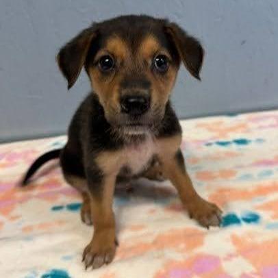 Enlarge Max, a Adoptable Mixed Breed in Grand Rapids, MI image 1/2