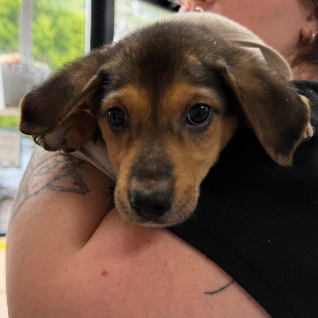 Enlarge Max, a Adoptable Mixed Breed in Grand Rapids, MI image 2/2