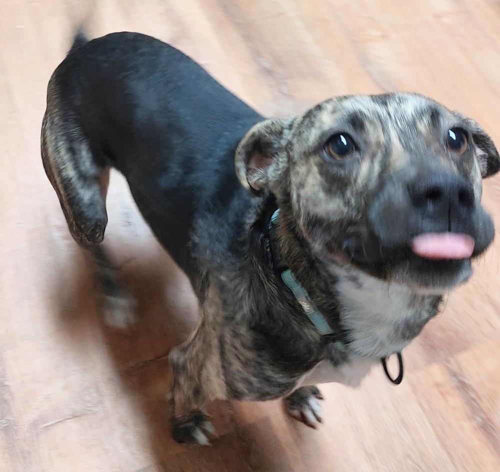 Camo, Adoptable, Adult Male Mountain Cur.