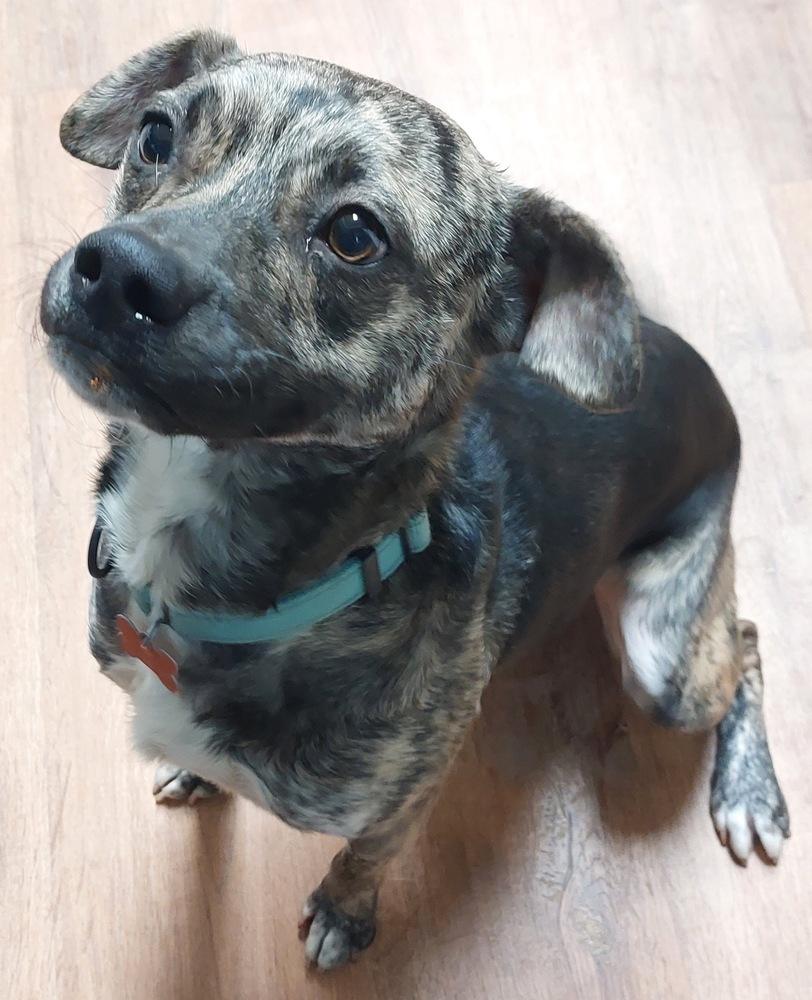 Enlarge Camo, a Adoptable mixed breed in Boston, MA image 2/5