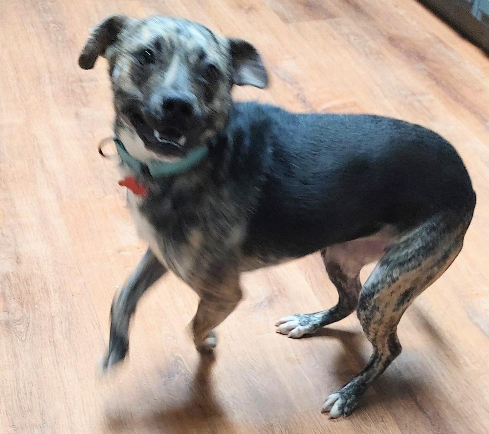 Enlarge Camo, a Adoptable mixed breed in Boston, MA image 3/5