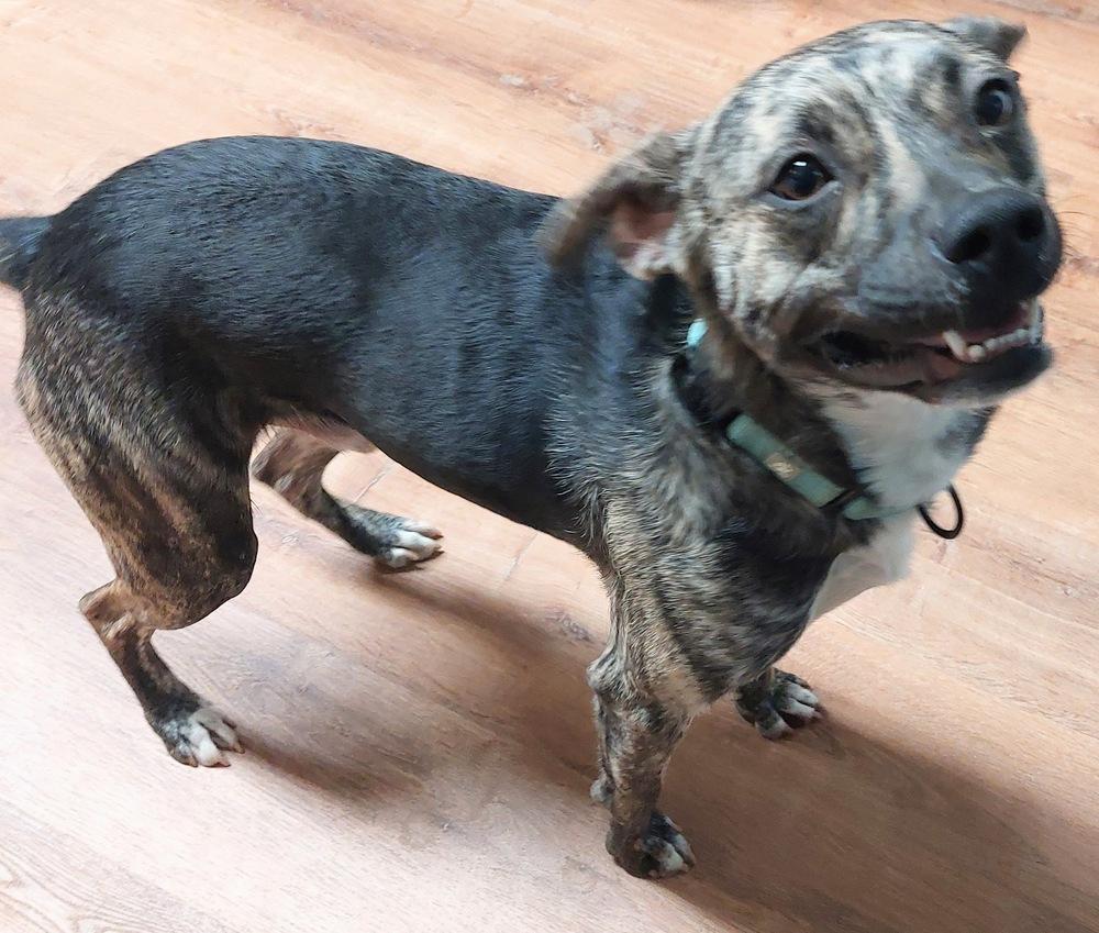 Enlarge Camo, a Adoptable mixed breed in Boston, MA image 4/5