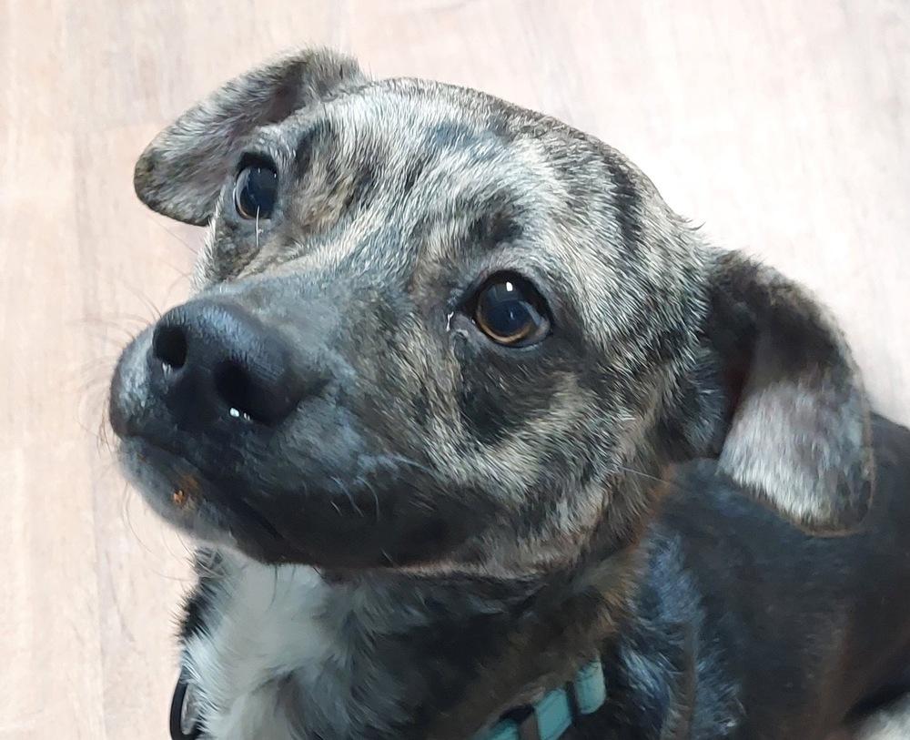 Enlarge Camo, a Adoptable mixed breed in Boston, MA image 5/5