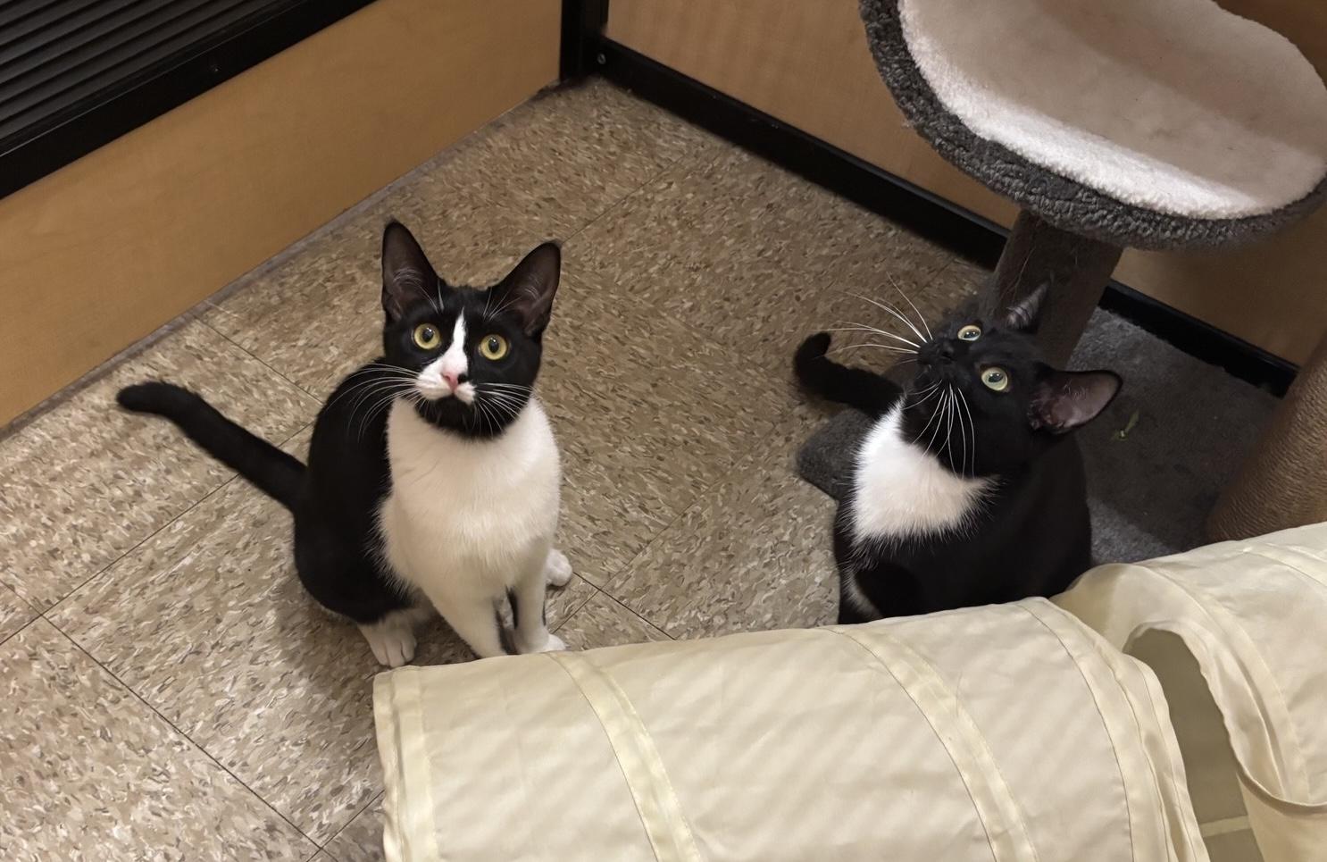Sundae & Cakepop, a ADOPTABLE Domestic Short Hair in Woburn, MA image 1/2