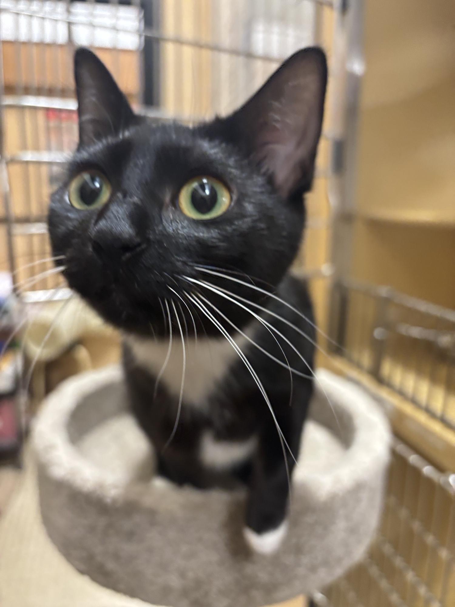 Sundae & Cakepop, a ADOPTABLE Domestic Short Hair in Woburn, MA image 2/2
