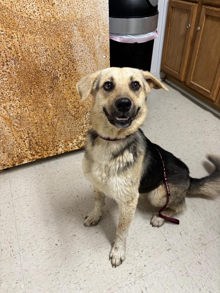 Enlarge Buddy, a Adoptable mixed breed in Luling, TX image 1/2