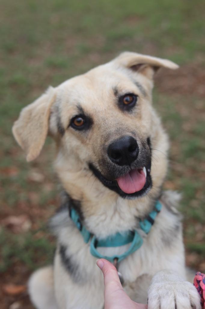 Enlarge Buddy, a Adoptable mixed breed in Luling, TX image 2/2