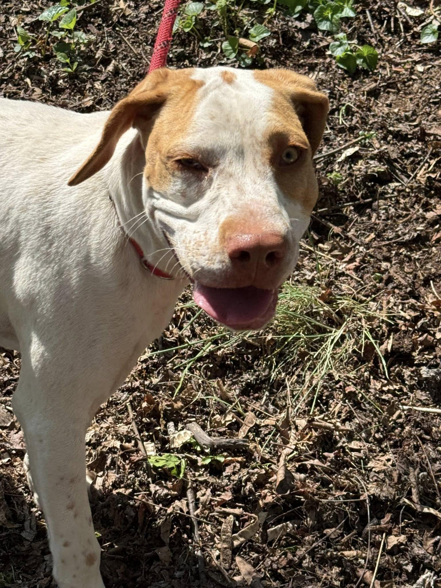 Windy, a Adoptable mixed breed in Bryson City, NC image 5/5