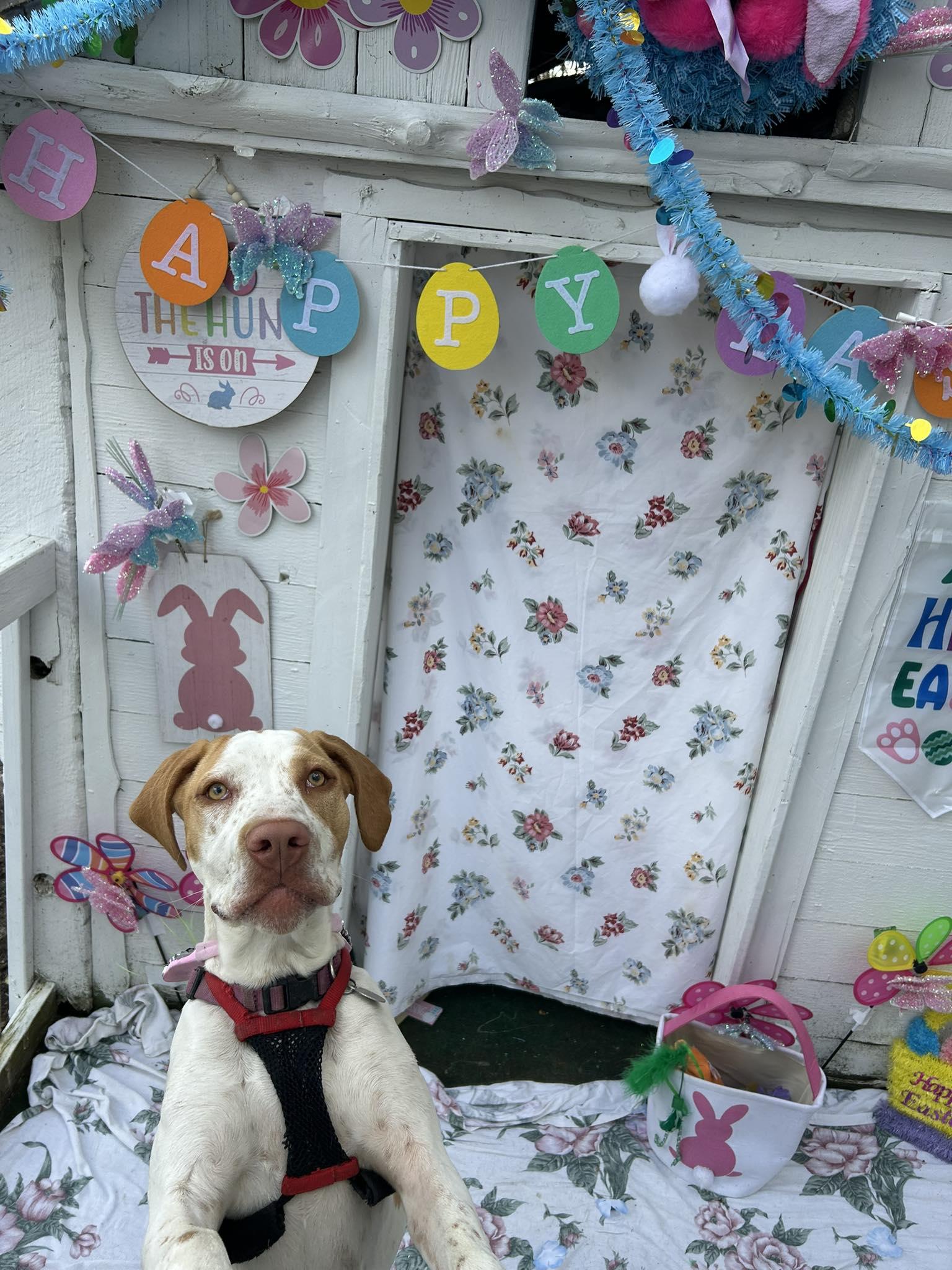 Windy, a Adoptable mixed breed in Bryson City, NC image 3/5
