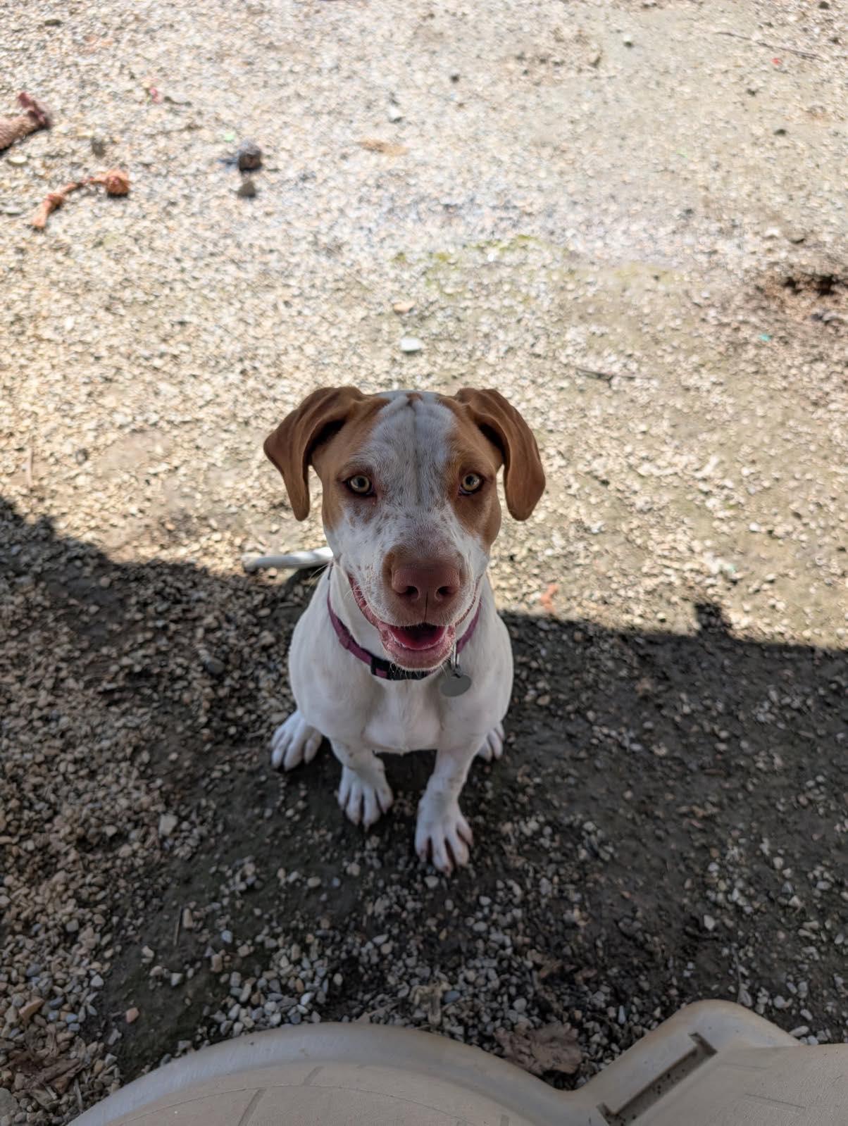 Windy, a Adoptable mixed breed in Bryson City, NC image 2/5