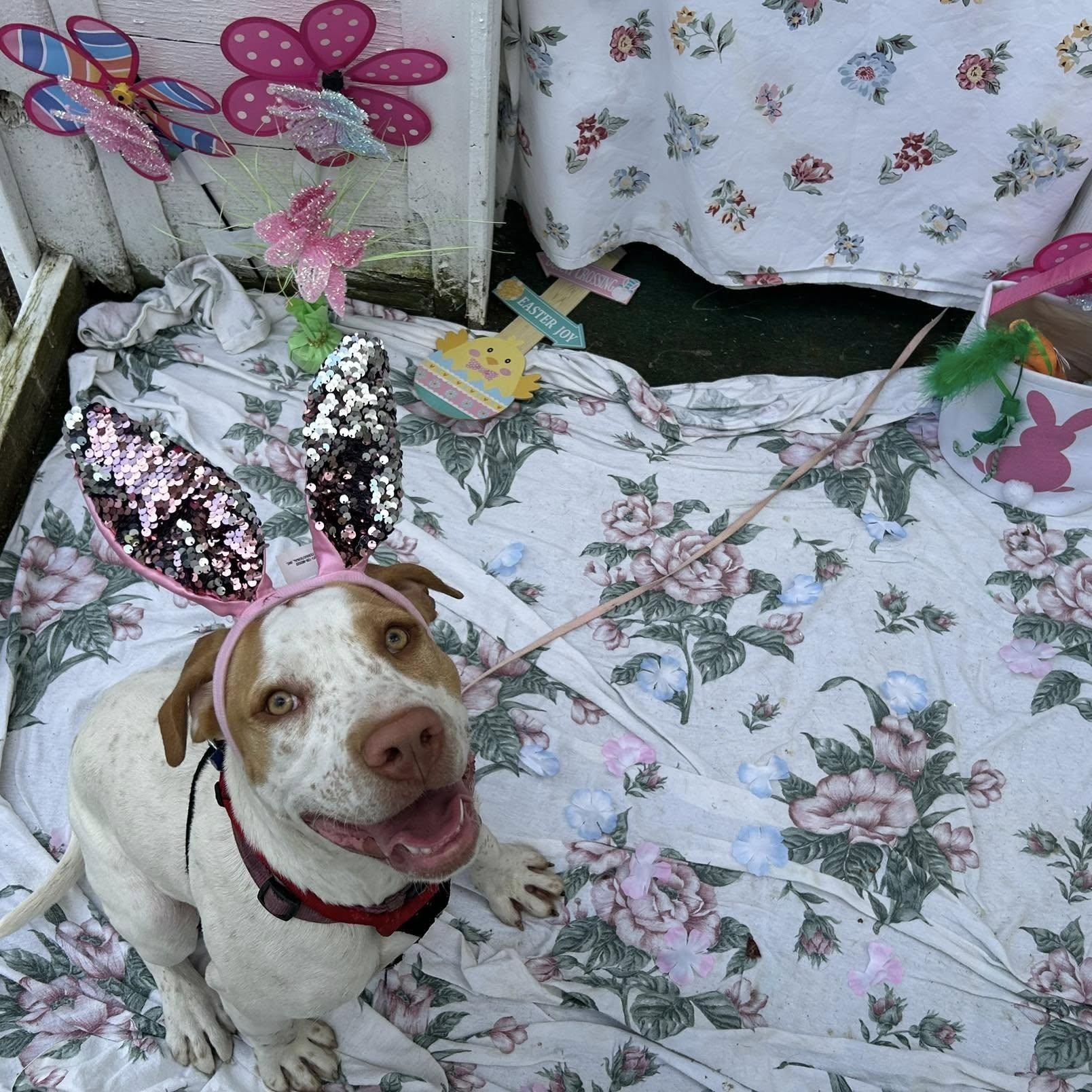 Enlarge Windy, a Adoptable mixed breed in Bryson City, NC image 5/5