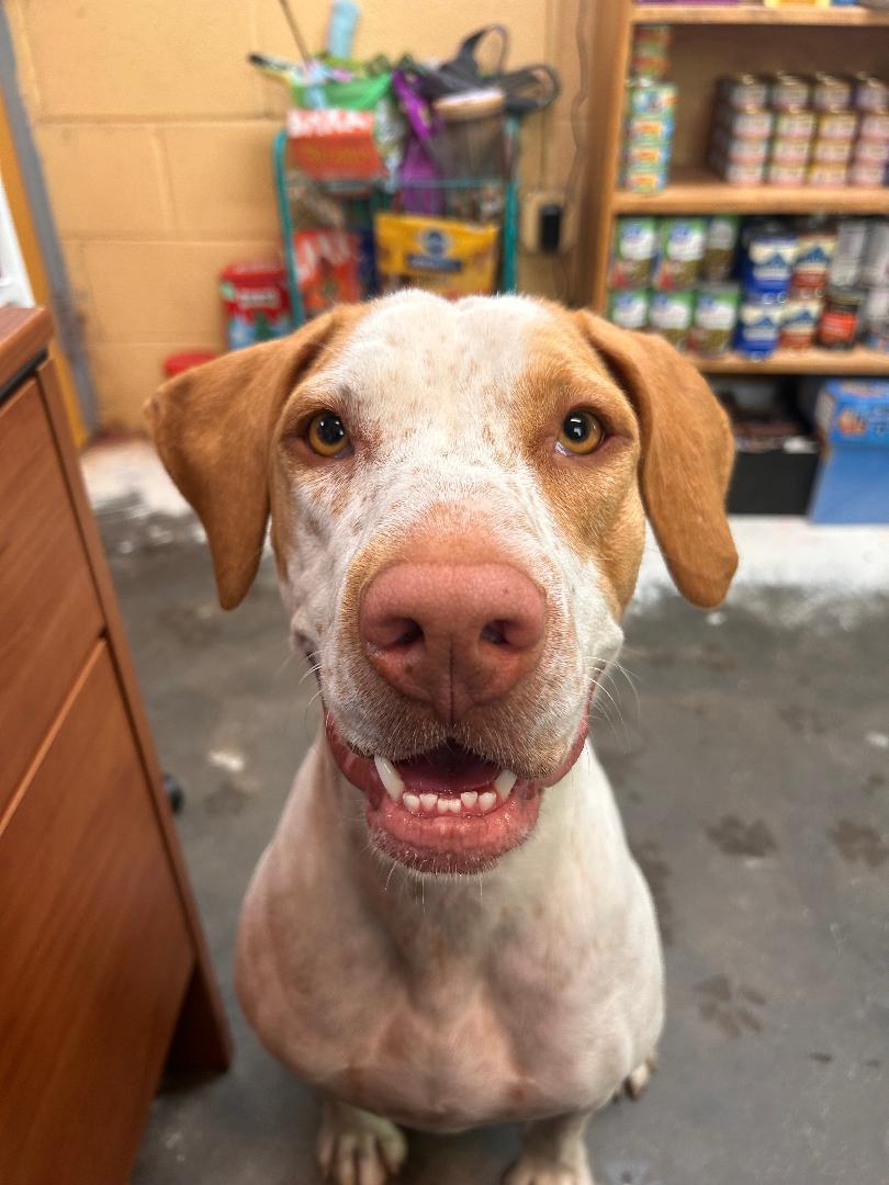 Windy, Adoptable, Young Female Brittany Spaniel & Catahoula Leopard Dog.