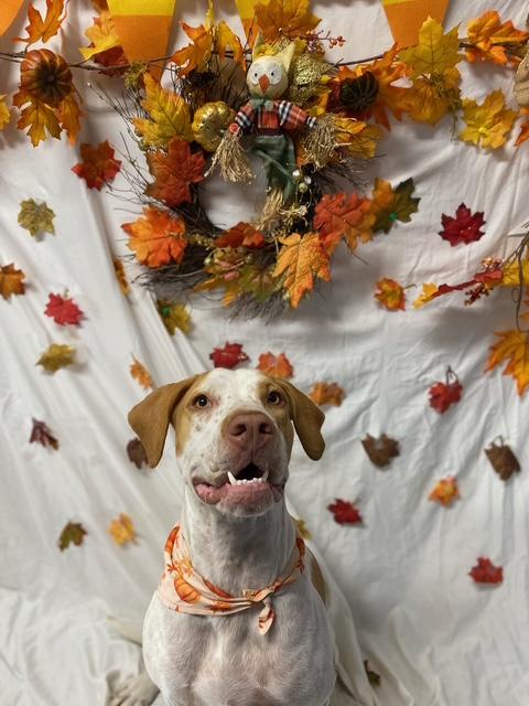 Windy, Adoptable, Young Female Brittany Spaniel & Catahoula Leopard Dog.