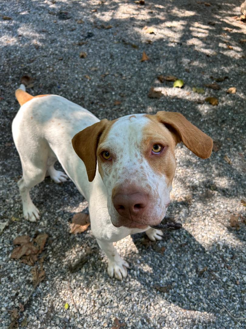 Windy, a Adoptable mixed breed in Bryson City, NC image 1/5