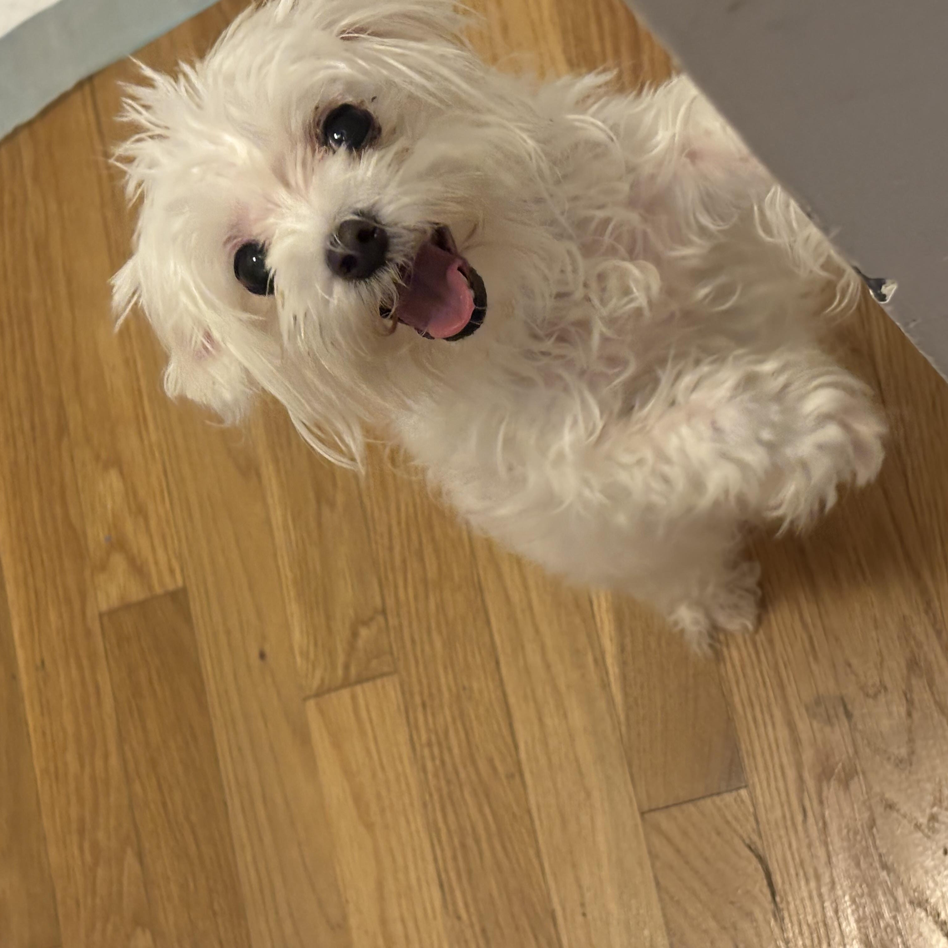 Bea