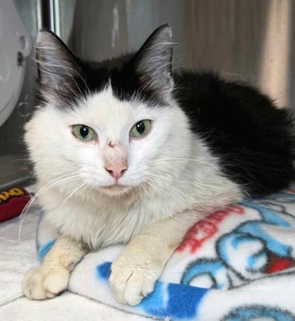 Enlarge French Toast, a Adoptable mixed breed in Millersville, MD image 1/2