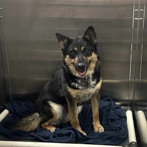 Bex, Adoptable, Adult Female Mixed Breed.