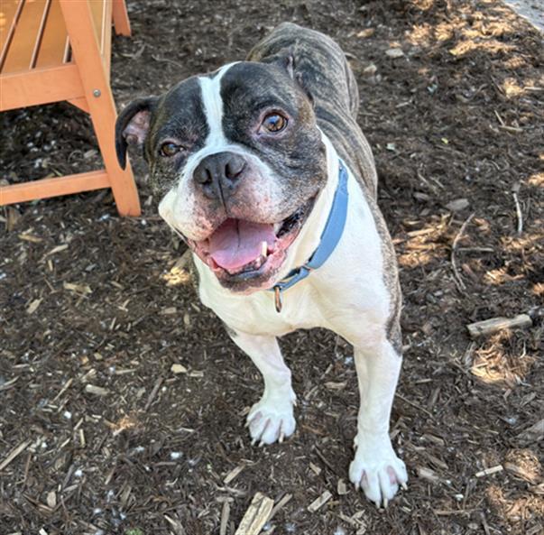 ROLLIE, Adoptable, Adult Male Boxer.