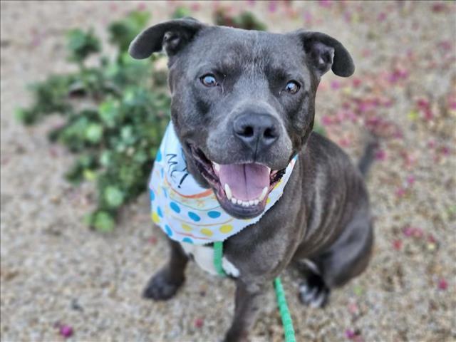 Enlarge FIYERO, a Adoptable mixed breed in Phoenix, AZ image 1/1