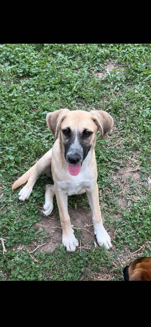 Monday, a Adoptable mixed breed in Grove City, OH image 2/6