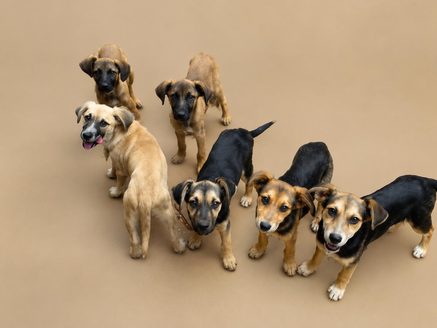 Monday, a Adoptable mixed breed in Grove City, OH image 5/6