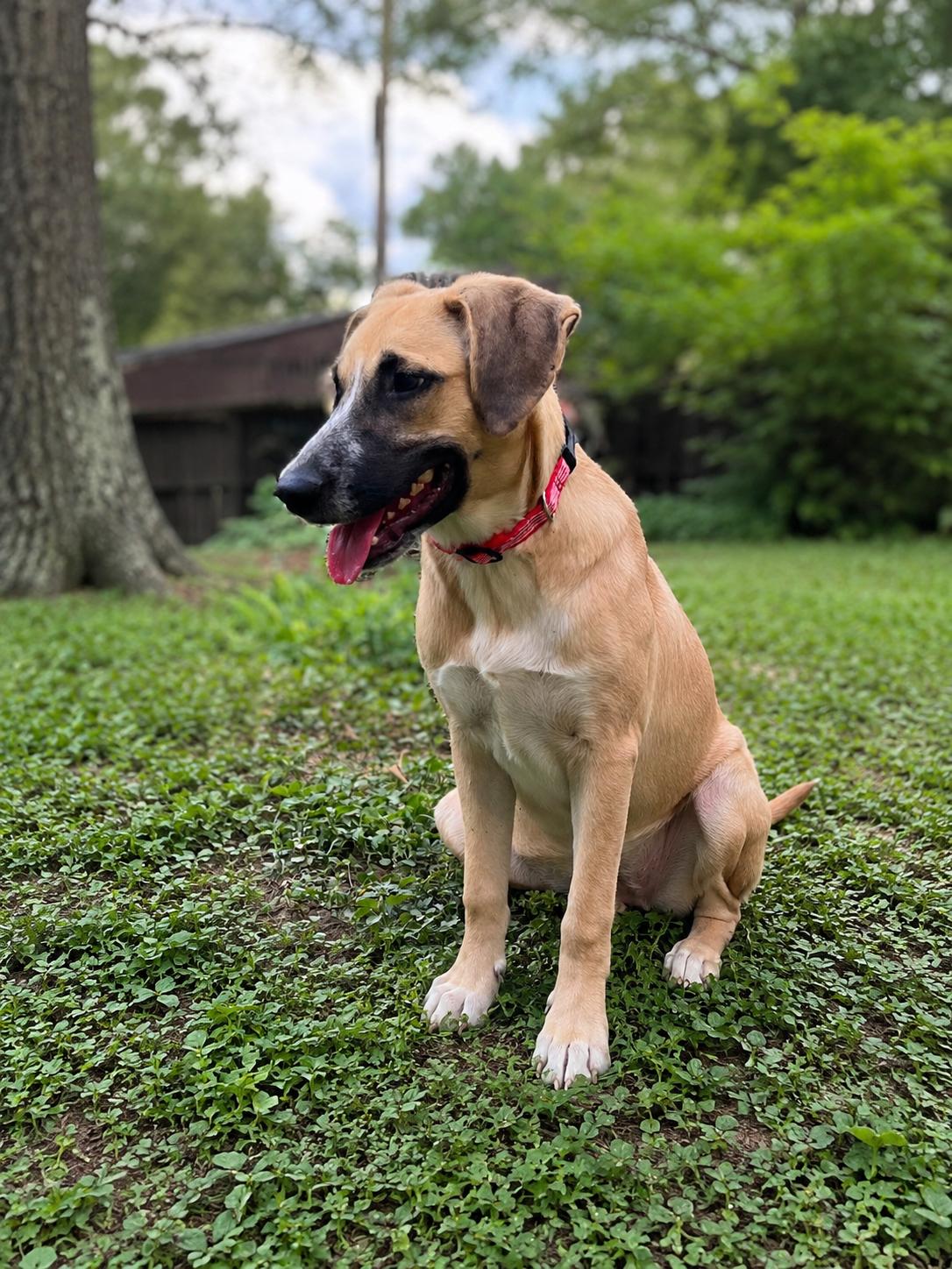 Monday, a Adoptable mixed breed in Grove City, OH image 3/6