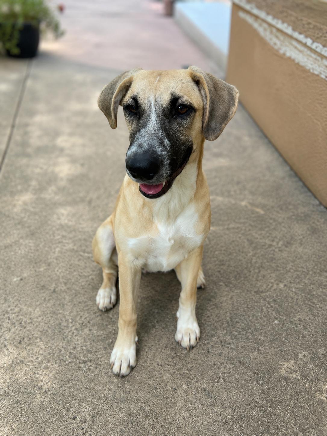 Monday, a Adoptable mixed breed in Grove City, OH image 1/6