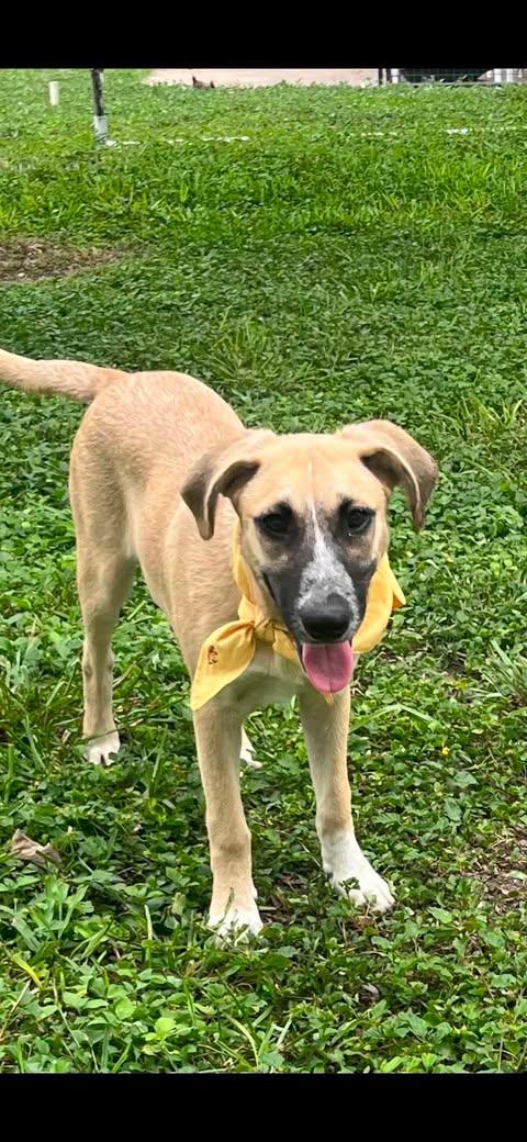 Monday, a Adoptable mixed breed in Grove City, OH image 6/6