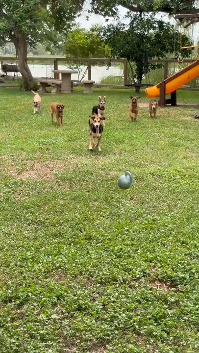 Enlarge Monday, a Adoptable mixed breed in Grove City, OH video 4/6