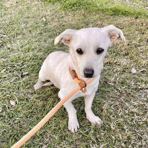 Chadwick, Adoptable, Adult Male Dachshund & Terrier.