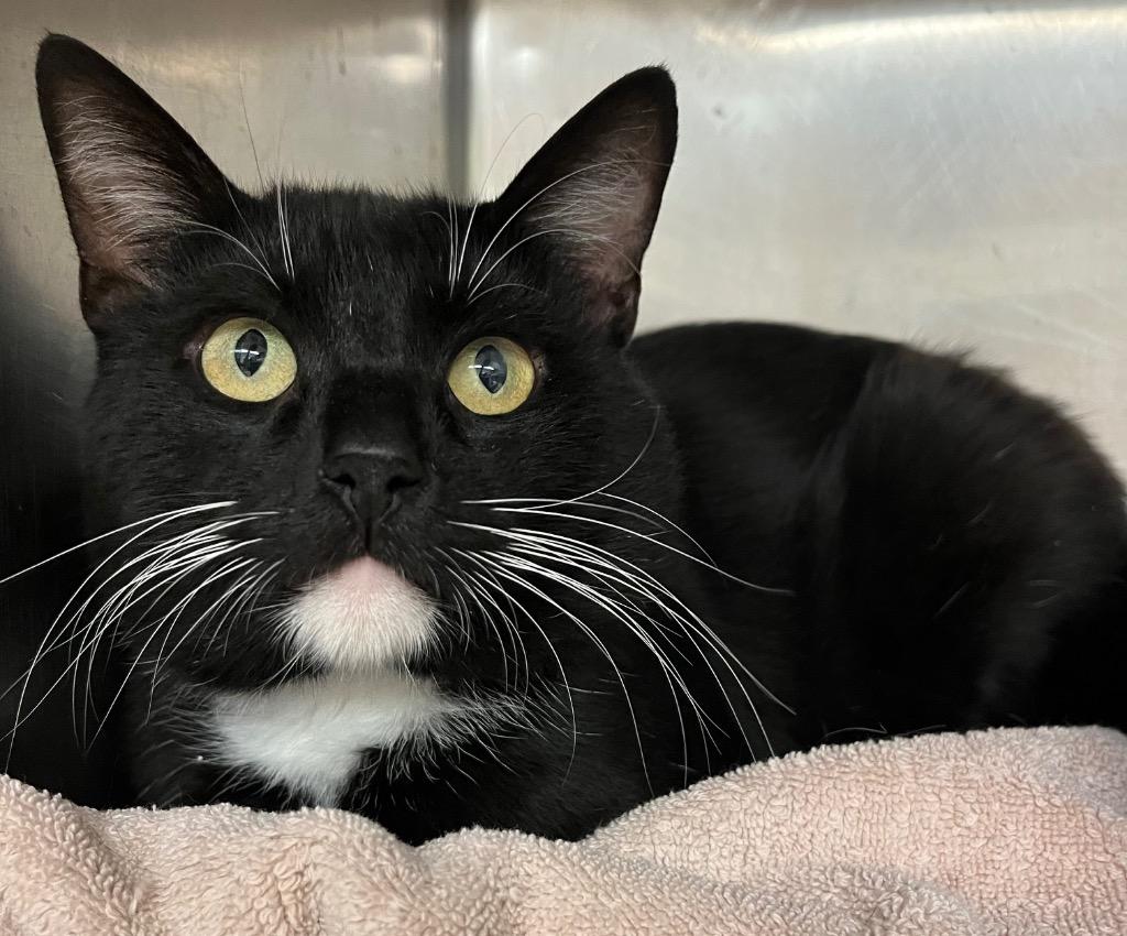 Portobello, Adoptable, Adult Male Domestic Short Hair.