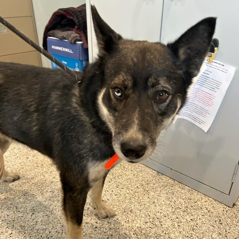 Smokey, Adoptable, Adult Male Collie & Husky.