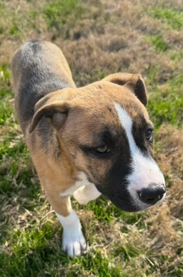 Enlarge Bailey, a Adoptable mixed breed in Fairfax, VA image 2/4