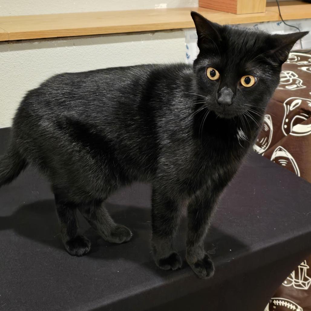 Enlarge Devyn, a Adoptable Domestic Short Hair in Buffalo, MN image 1/4