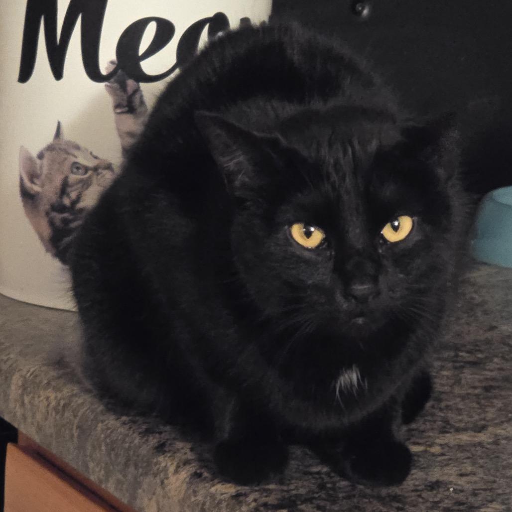 Enlarge Devyn, a Adoptable Domestic Short Hair in Buffalo, MN image 2/4
