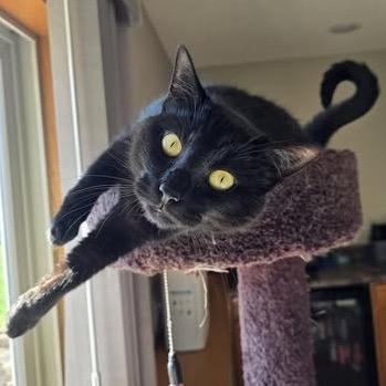 Devyn, Adoptable, Adult Female Domestic Short Hair.